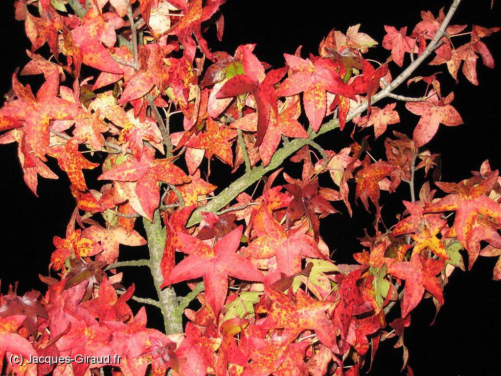 2005-10-31 19-58-49 Octobre 78,1mm 1_60_eme F4,0.jpg